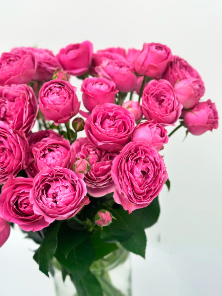 Роза кустовая пионовидная (малиновая)